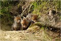  RENARD RENARDEAU TERRIER
VULPES VULPES
Mammifère

Photographie de nature et de faune sauvage
Photographe naturaliste
Que nature vive
Daniel TRINQUECOSTES 