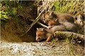  RENARD RENARDEAU TERRIER
VULPES VULPES
Mammifère

Photographie de nature et de faune sauvage
Photographe naturaliste
Que nature vive
Daniel TRINQUECOSTES 