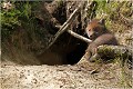  RENARD RENARDEAU TERRIER
VULPES VULPES
Mammifère

Photographie de nature et de faune sauvage
Photographe naturaliste
Que nature vive
Daniel TRINQUECOSTES 