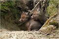  RENARD RENARDEAU TERRIER
VULPES VULPES
Mammifère

Photographie de nature et de faune sauvage
Photographe naturaliste
Que nature vive
Daniel TRINQUECOSTES 