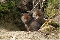  RENARD RENARDEAU TERRIER
VULPES VULPES
Mammifère

Photographie de nature et de faune sauvage
Photographe naturaliste
Que nature vive
Daniel TRINQUECOSTES 