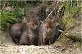 La fraterie au grand complet ...... RENARD RENARDEAU TERRIER
VULPES VULPES
Mammifère

Photographie de nature et de faune sauvage
Photographe naturaliste
Que nature vive
Daniel TRINQUECOSTES 