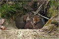  RENARD RENARDEAU TERRIER
VULPES VULPES
Mammifère

Photographie de nature et de faune sauvage
Photographe naturaliste
Que nature vive
Daniel TRINQUECOSTES 