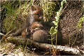  RENARD RENARDEAU TERRIER
VULPES VULPES
Mammifère

Photographie de nature et de faune sauvage
Photographe naturaliste
Que nature vive
Daniel TRINQUECOSTES 