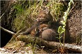  RENARD RENARDEAU TERRIER
VULPES VULPES
Mammifère

Photographie de nature et de faune sauvage
Photographe naturaliste
Que nature vive
Daniel TRINQUECOSTES 