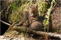  RENARD RENARDEAU TERRIER
VULPES VULPES
Mammifère

Photographie de nature et de faune sauvage
Photographe naturaliste
Que nature vive
Daniel TRINQUECOSTES 