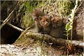  RENARD RENARDEAU TERRIER
VULPES VULPES
Mammifère

Photographie de nature et de faune sauvage
Photographe naturaliste
Que nature vive
Daniel TRINQUECOSTES 