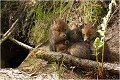  RENARD RENARDEAU TERRIER
VULPES VULPES
Mammifère

Photographie de nature et de faune sauvage
Photographe naturaliste
Que nature vive
Daniel TRINQUECOSTES 