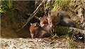  RENARD RENARDEAU TERRIER
VULPES VULPES
Mammifère

Photographie de nature et de faune sauvage
Photographe naturaliste
Que nature vive
Daniel TRINQUECOSTES 