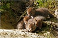  RENARD RENARDEAU TERRIER
VULPES VULPES
Mammifère

Photographie de nature et de faune sauvage
Photographe naturaliste
Que nature vive
Daniel TRINQUECOSTES 