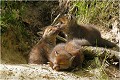  RENARD RENARDEAU TERRIER
VULPES VULPES
Mammifère

Photographie de nature et de faune sauvage
Photographe naturaliste
Que nature vive
Daniel TRINQUECOSTES 