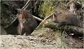  RENARD RENARDEAU TERRIER
VULPES VULPES
Mammifère

Photographie de nature et de faune sauvage
Photographe naturaliste
Que nature vive
Daniel TRINQUECOSTES 