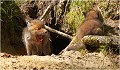 Un baillement de compétition !
Photo réalisée le 3 Mai . RENARD RENARDEAU TERRIER
VULPES VULPES
Mammifère

Photographie de nature et de faune sauvage
Photographe naturaliste
Que nature vive
Daniel TRINQUECOSTES 