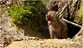 Ce baillement est encore mieux ! RENARD RENARDEAU TERRIER
VULPES VULPES
Mammifère

Photographie de nature et de faune sauvage
Photographe naturaliste
Que nature vive
Daniel TRINQUECOSTES 