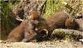 Taquineries ...... RENARD RENARDEAU TERRIER
VULPES VULPES
Mammifère

Photographie de nature et de faune sauvage
Photographe naturaliste
Que nature vive
Daniel TRINQUECOSTES 