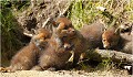 Prise de dents .... RENARD RENARDEAU TERRIER
VULPES VULPES
Mammifère

Photographie de nature et de faune sauvage
Photographe naturaliste
Que nature vive
Daniel TRINQUECOSTES 