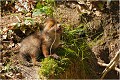 Celle là je vais la croquer ! RENARD RENARDEAU TERRIER
VULPES VULPES
Mammifère

Photographie de nature et de faune sauvage
Photographe naturaliste
Que nature vive
Daniel TRINQUECOSTES 