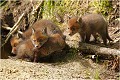  RENARD RENARDEAU TERRIER
VULPES VULPES
Mammifère

Photographie de nature et de faune sauvage
Photographe naturaliste
Que nature vive
Daniel TRINQUECOSTES 