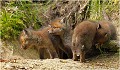  RENARD RENARDEAU TERRIER
VULPES VULPES
Mammifère

Photographie de nature et de faune sauvage
Photographe naturaliste
Que nature vive
Daniel TRINQUECOSTES 