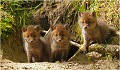  RENARD RENARDEAU TERRIER
VULPES VULPES
Mammifère

Photographie de nature et de faune sauvage
Photographe naturaliste
Que nature vive
Daniel TRINQUECOSTES 