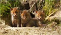  RENARD RENARDEAU TERRIER
VULPES VULPES
Mammifère

Photographie de nature et de faune sauvage
Photographe naturaliste
Que nature vive
Daniel TRINQUECOSTES 