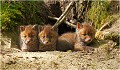  RENARD RENARDEAU TERRIER
VULPES VULPES
Mammifère

Photographie de nature et de faune sauvage
Photographe naturaliste
Que nature vive
Daniel TRINQUECOSTES 