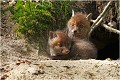  RENARD RENARDEAU TERRIER
VULPES VULPES
Mammifère

Photographie de nature et de faune sauvage
Photographe naturaliste
Que nature vive
Daniel TRINQUECOSTES 