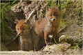  RENARD RENARDEAU TERRIER
VULPES VULPES
Mammifère

Photographie de nature et de faune sauvage
Photographe naturaliste
Que nature vive
Daniel TRINQUECOSTES 