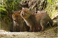 La dernière image réalisée le 3 mai 2012 RENARD RENARDEAU TERRIER
VULPES VULPES
Mammifère

Photographie de nature et de faune sauvage
Photographe naturaliste
Que nature vive
Daniel TRINQUECOSTES 
