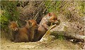 RENARD RENARDEAU TERRIER
VULPES VULPES
Mammifère

Photographie de nature et de faune sauvage
Photographe naturaliste
Que nature vive
Daniel TRINQUECOSTES 