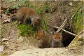  RENARD RENARDEAU TERRIER
VULPES VULPES
Mammifère

Photographie de nature et de faune sauvage
Photographe naturaliste
Que nature vive
Daniel TRINQUECOSTES 