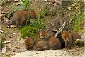  RENARD RENARDEAU TERRIER
VULPES VULPES
Mammifère

Photographie de nature et de faune sauvage
Photographe naturaliste
Que nature vive
Daniel TRINQUECOSTES 