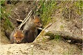  RENARD RENARDEAU TERRIER
VULPES VULPES
Mammifère

Photographie de nature et de faune sauvage
Photographe naturaliste
Que nature vive
Daniel TRINQUECOSTES 