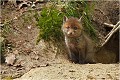  RENARD RENARDEAU TERRIER
VULPES VULPES
Mammifère

Photographie de nature et de faune sauvage
Photographe naturaliste
Que nature vive
Daniel TRINQUECOSTES 
