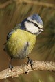 Gros plan de cette petite mésange réalisé à la mangeoire.  