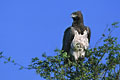 Trés grand et magnifique rapace photographié avec une trés longue focale! photo aigle martial 