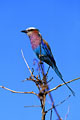 Cet oiseau se rencontre trés fréquemment perché sur les arbres en bordure de route.Proche du rollier d'Afrique,il s'en distingue par la couleur lilas pourpre foncé de sa gorge et de sa poitrine,la couleur bleu clair de son croupion.Les brins fins se situent plutot de part et d'autre de la queue.Il se nourrit principalement de gros insectes. photo rollier 