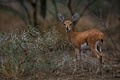 Le steenbok porte aussi le joli nom de Raphicére champêtre.Ses narines sont nues,noires et brillantes.Il présente une tache caractéristique noire sur l'arête du nez ainsi qu'un croissant foncé sur le front. mammiferes afrique antilope steenbok 