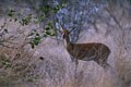 Femelle de steenbok.Cette petite antilope vit principalement dans la savane séche,les champs en friche,et méme en bordure des villages.Elle est cependant relativement farouche. mammiferes antilope afrique antilope 