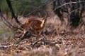 Femelle de steenbok.Il s'agit d'une petite antilope rougeâtre que l'on aperçoit souvent seulement au moment où elle s'enfuit dans le couvert. mammiferes antilope afrique steenbok 