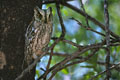 Il s'agit du plus petit hibou observable en afrique australe.Celui ci a été photographié à Satara,au beau milieu du camp.Ce petit hibou peut conserver pendant une trés longue période le méme poste de repos diurne,à condition de ne pas être découvert.Il se nourrit principalement d' insectes. petit hibou africain 