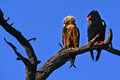 Le mâle est vraiment un splendide oiseau.On le voit ici avec un juvénile.La parade nuptiale aérienne de l'aigle bateleur est trés spectaculaire.Il construit un nid de branchages au sommet d'un grand arbre qu'il lui arrive de réutiliser.L'aigle bateleur doit son nom au balancement qu'il prend pendant le vol. photo aigle bateleur 