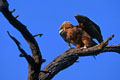 Photographie réalisée à Shingwezi.IL s'agit d'un juvénile au plumage brun. photo aigle bateleur juvénile 