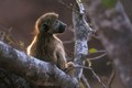 Jeune babouin nostalgique,observé en bordure de la main road en rentrant le soir à Olifant's River. mammiferes afrique singe 