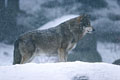 L' une de mes toutes premiéres photos de loup.Celà faisait un long moment que nous attendions dans le froid.La patience fut une nouvelle fois récompensée quand celui-ci vint sur le rocher au moment ou la neige commençait à virevolter. photo loup 