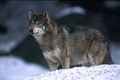  photo loup Bayerischerwald 