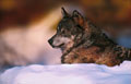 Que cet animal est beau !
Dans la lumiére du couchant ,il est là ,calme et paisible regardant autour de lui de ses yeux d' or. loup bayerisherwald 