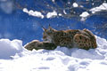  photo lynx bayerisherwald 