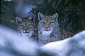 Contrairement à ce que l'on peut penser ,il n'est pas si aisé d'observer les lynx même sur ce site privilégié.
Ceux ci en effet,se dissimulent souvent sous les branches basses des coniféres se protégeant ainsi du froid qui peut être tenace. photo lynx bayerisherwald 