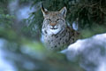  photo lynx bayerisherwald 